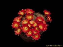 Rebutia margarethae 1269